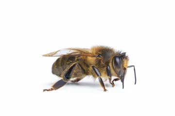 Fotobehang Bij abeille sur fond blanc