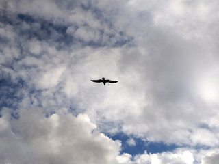 Gaviota volando en un cielo nublado.