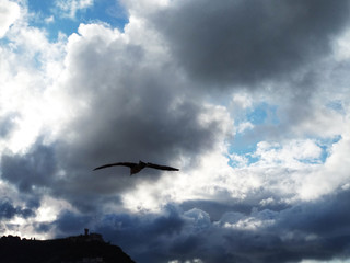 Gaviota volando en un cielo nublado.