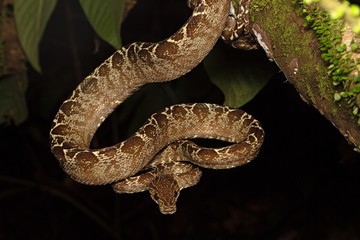 tropical snake, tree boa Corallus hortulanus a serpent of the Amazon rain forest in Colombia, Brazil and Ecuador