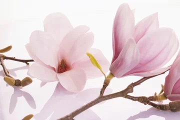 Foto auf Leinwand Zarte rosa laubabwerfende Magnolienblüten © exclusive-design