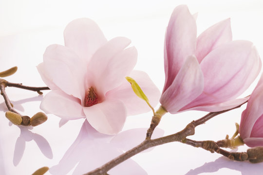Delicate pink deciduous magnolia blossoms