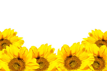 Obraz premium Blooming sunflowers on a white background. Isolated flowers