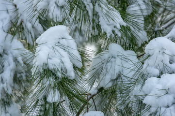 Close-up of beautiful long Pinus strobus needles covered with white fluffy snow. Selective focus. Nature concept for magic theme to New Year and Christmas