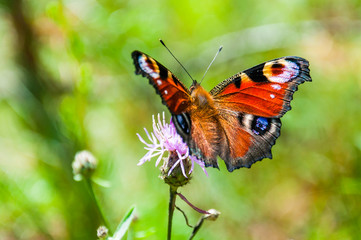 Fototapeta na wymiar Aglais io or European peacock colorful butterfly sitting on violet blooming flower. This vibrant butterfly found in Europe and temperate Asia, the only member of the genus Inachis