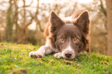 Eye-Catching Border Collie Dog in Morning Sunlight