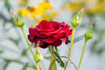 rose flower with buds closeup summer garden