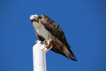Seeadler