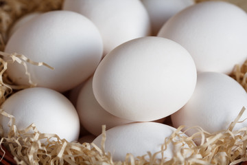 white farm chicken eggs
