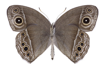 Butterfly Mycalesis intermedia (female) (underside) on a white background