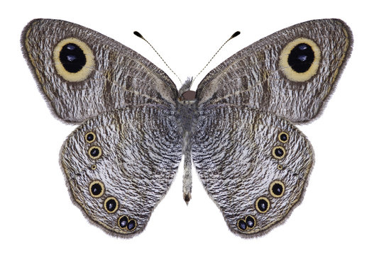 Butterfly Ypthima baldus (male) (underside) on a white background