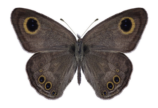 Butterfly Ypthima baldus (male) on a white background