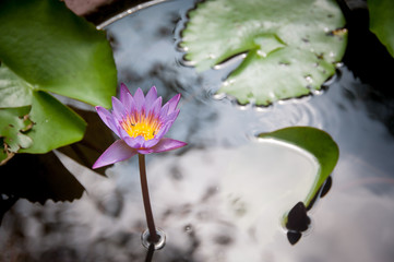 Large lotus blooms in water