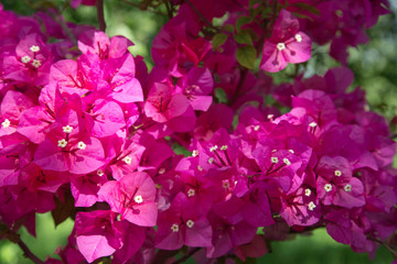 Pink Bougainvillea Flowers Close Up, Bougainvillea Background