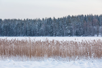 Winter landscape snow on trees and frozen lake in Finland