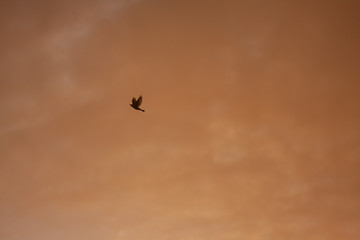 Fototapeta na wymiar Silhouette of small flying bird against colorful cloud
