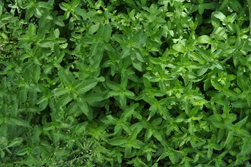 The beautiful Agricultural Land