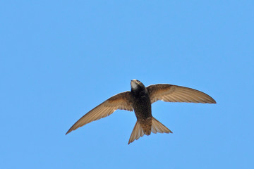 Apus apus (Common Swift, European Swift, Swift), Greece