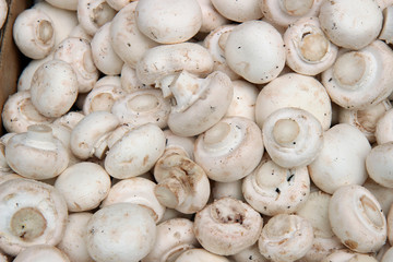Mushrooms background
