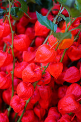 Bunches of orange Chinese lantern flowers (Physalis alkekengi) at the flower market 
