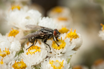 Fly on white small flower close-up