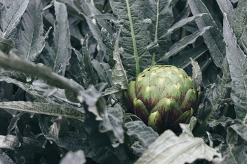 A large beautiful bloom of artichoke flower head growing in the garden, Cynara cardunculus