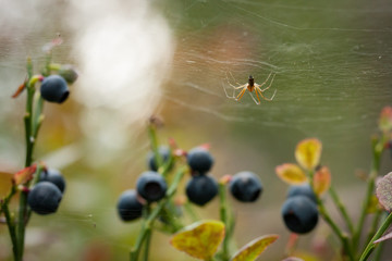 Small spider in web at blueberry bush