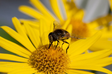Fly on yellow flower close-up