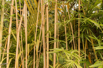 asia bamboo structure