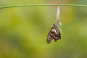 Obraz premium Emerged Common jay butterfly ( Graphium doson) with pupa and shell hanging on twig