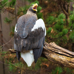 Stellers Sea Eagle with Open Beak