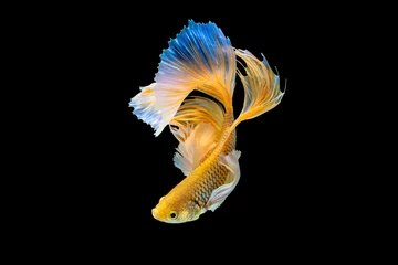 Zelfklevend Fotobehang Het ontroerende moment mooi van gele siamese betta vis of halve maan splendens vechten vis in thailand op zwarte achtergrond. Thailand noemde Pla-kad of dumbo big ear fish. © Soonthorn