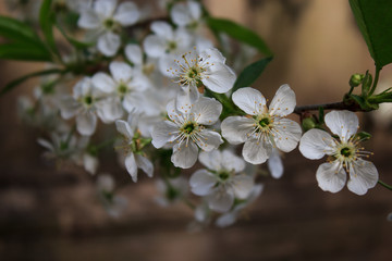 Flowering branch of cherry. Spring background. Easter background. Copy space. Close-up.