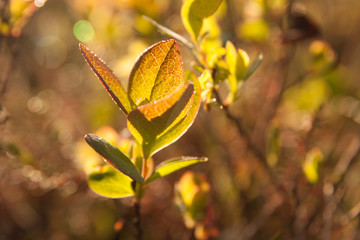 Morning light on small plant leaf in forest close-up