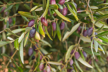 Detail of picual olives on the olive tree