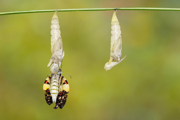 Emerged Common jay butterfly ( Graphium doson)  with pupa shell hanging on twig and green background