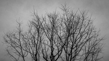 silhouette of a tree, branches in black and white