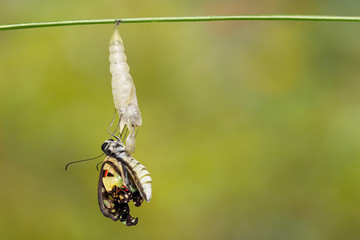 Emerged Common jay butterfly ( Graphium doson)  with pupa shell hanging on twig and green background
