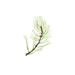 pine branch with cone and green needles