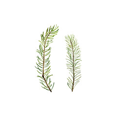 fir branch with cone and green needles © cat_arch_angel