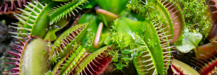 carnivorous predatory plant Venus flytrap - Dionaea muscipula.