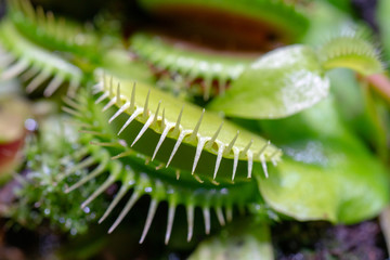 Naklejka premium carnivorous predatory plant Venus flytrap - Dionaea muscipula.