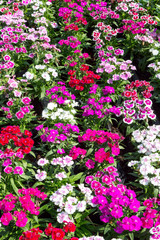 Fototapeta premium Close up beautiful Dianthus barbatus flower on garden
