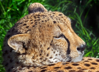  Cheetah at rest on the lawn. Latin name - Acinonyx jubatus