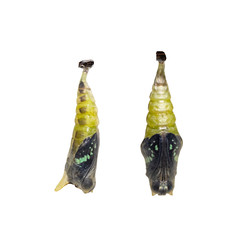 Isolated mature Chrysalis of Common jay butterfly ( Graphium doson) on white