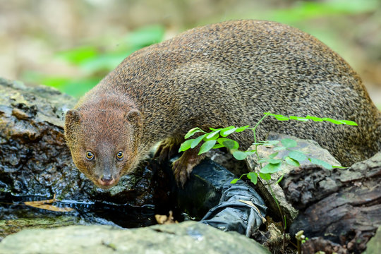 Close up face of small asian mongoose on the pond