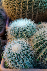Prickly Cactus Plant.