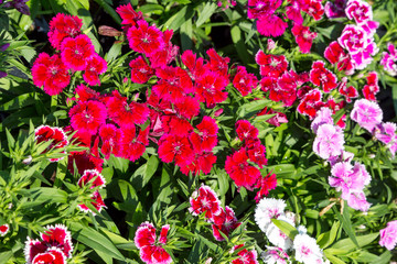 Close up beautiful Dianthus barbatus flower on garden