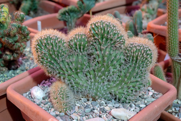 Prickly Cactus Plant.