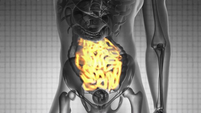science anatomy scan of human small intestine glowing with yellow